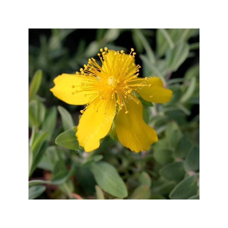 Hypericum cerastoides – Millepertuis cérastoïde