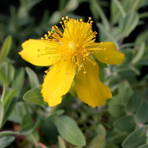 Hypericum cerastoides – Millepertuis cérastoïde