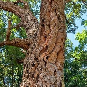 Quercus suber - Chêne liège