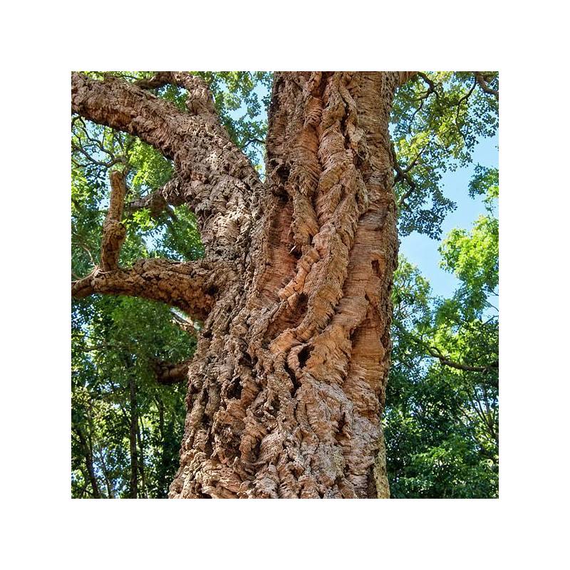 Quercus suber - Chêne liège