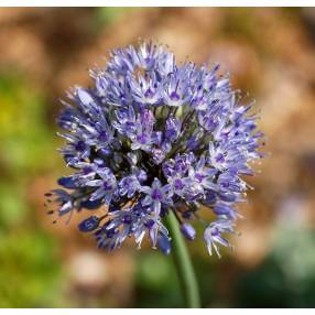 Allium caeruleum - Ail azuré