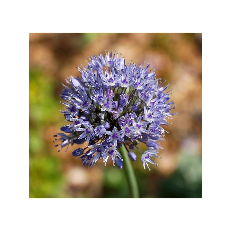 Allium caeruleum - Ail azuré