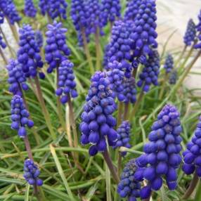 Muscari armeniacum — Muscari d’Arménie