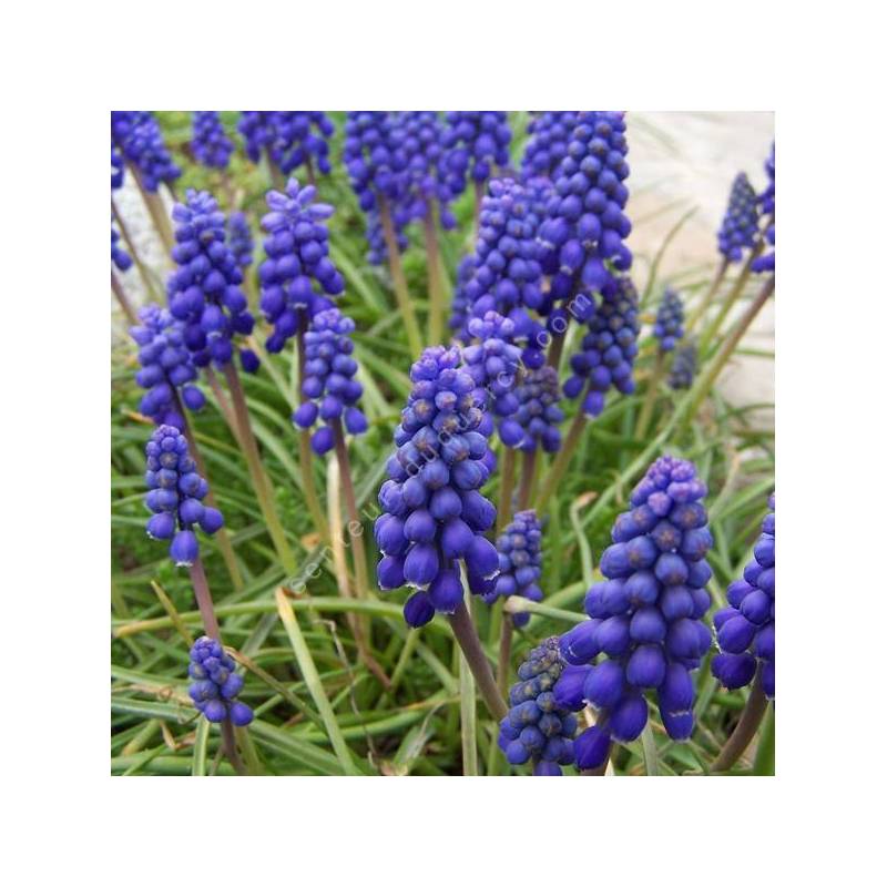 Muscari armeniacum — Muscari d’Arménie