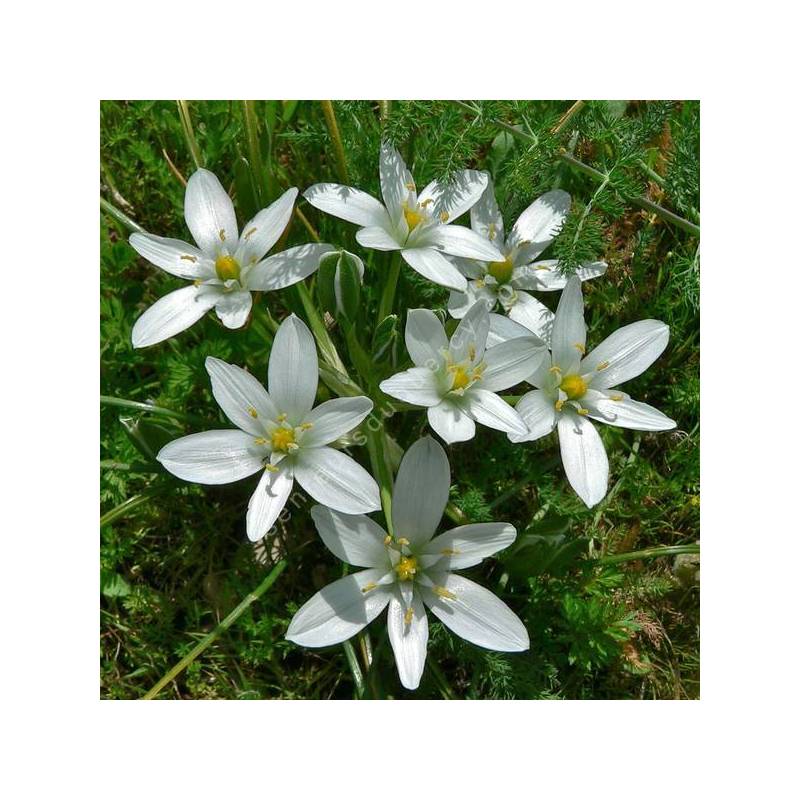 Ornithogalum umbellatum — ornithogale en ombelle
