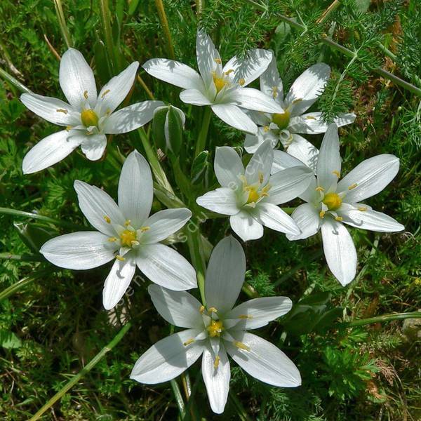 Ornithogalum umbellatum — ornithogale en ombelle