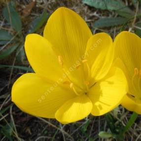 Sternbergia lutea — sternbergie jaune