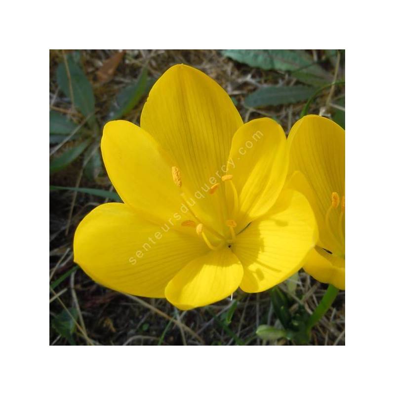 Sternbergia lutea — sternbergie jaune