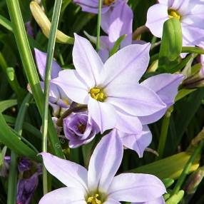 Ipheion uniflorum — étoile de printemps