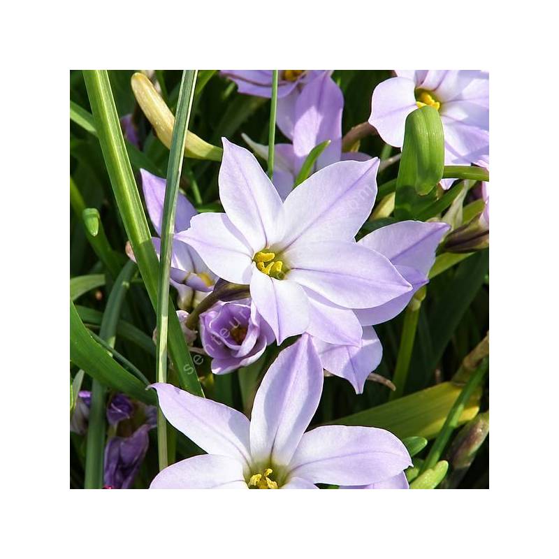 Ipheion uniflorum — étoile de printemps