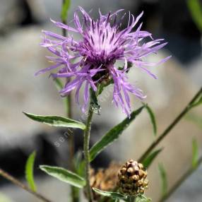 Centaurea jacea - Capitule rose pourpré de la Centaurée jacée aux fleurs périphériques rayonnantes