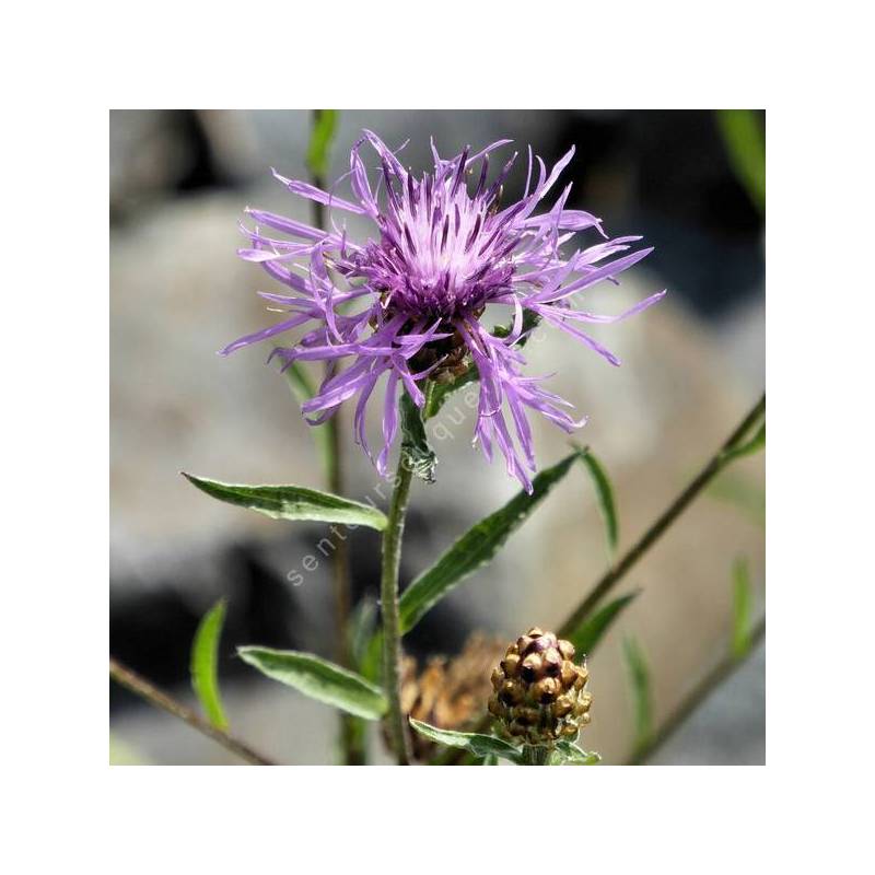 Centaurea jacea - Capitule rose pourpré de la Centaurée jacée aux fleurs périphériques rayonnantes