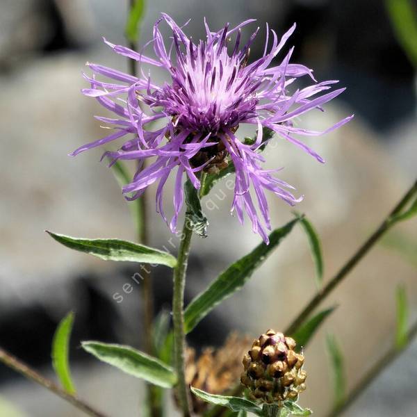 Centaurea jacea - Capitule rose pourpré de la Centaurée jacée aux fleurs périphériques rayonnantes