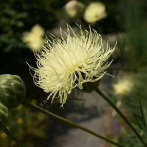 Centaurea ruthenica - Centaurée de Russie