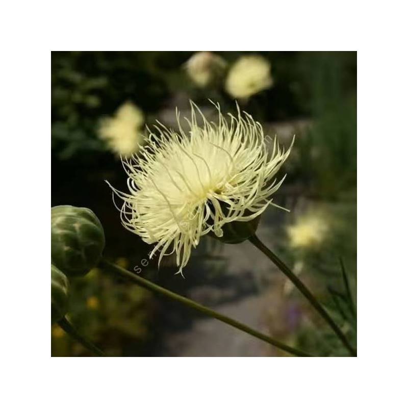 Centaurea ruthenica - Centaurée de Russie