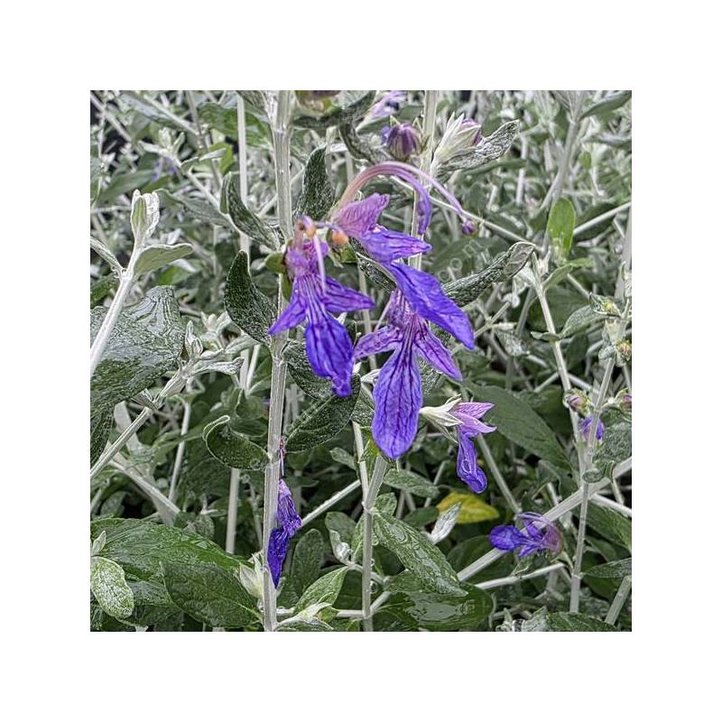 Teucrium fruticans 'Essaouira' - Germandrée arbustive à port compact