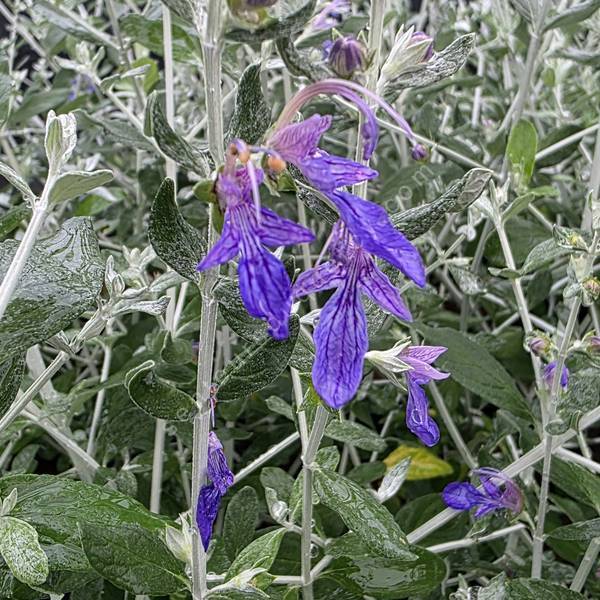 Teucrium fruticans 'Essaouira' - Germandrée arbustive à port compact