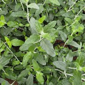 Feuille de Teucrium fruticans 'Syracuse' - Germandrée arbustive à grandes fleurs bleu ciel