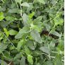Feuille de Teucrium fruticans 'Syracuse' - Germandrée arbustive à grandes fleurs bleu ciel