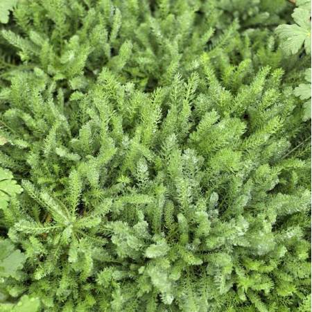 Feuillage d'Achillea chrysocoma - Achillée tomenteuse