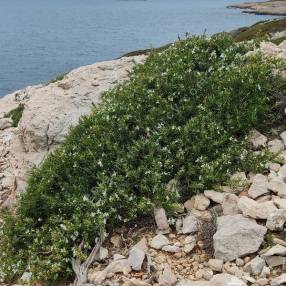 Rosmarinus officinalis 'Rampant des Calanques' - Romarin rampant blanc