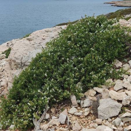 Rosmarinus officinalis 'Rampant des Calanques' - Romarin rampant blanc