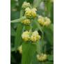 Phlomis russeliana - Sauge de Jérusalem de Russell