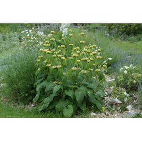 Phlomis russeliana - Sauge de Jérusalem de Russell