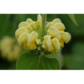 Phlomis russeliana - Sauge de Jérusalem de Russell