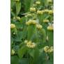 Phlomis russeliana - Sauge de Jérusalem de Russell