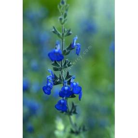 Sauge arbustive bleue - Salvia chamaedryoides var. isochroma