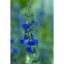 Sauge arbustive bleue - Salvia chamaedryoides var. isochroma