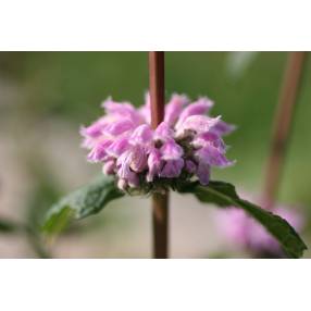 Phlomis tuberosa - Sauge de Jérusalem tubéreux