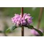 Phlomis tuberosa - Sauge de Jérusalem tubéreux