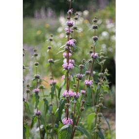 Phlomis tuberosa - Sauge de Jérusalem tubéreux