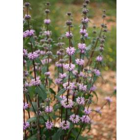 Phlomis tuberosa - Sauge de Jérusalem tubéreux