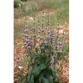 Phlomis tuberosa - Sauge de Jérusalem tubéreux