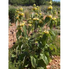 Phlomis 'Edward Bowles' - plante