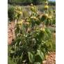 Phlomis 'Edward Bowles' - plante