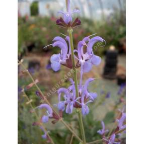 Fleurs violet foncé de Salvia cyanescens