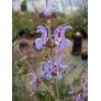 Fleurs violet foncé de Salvia cyanescens
