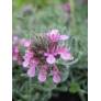 Teucrium ackermanii, Germandrée d'Ackerman