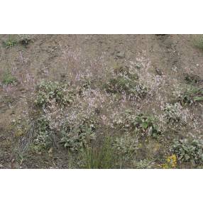 Touffe compacte de sauge anatolienne en rocaille