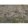 Touffe compacte de sauge anatolienne en rocaille