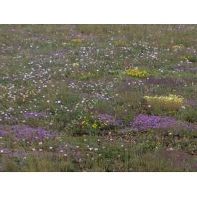 Teucrium chamaedrys, Germandrée petit-chêne