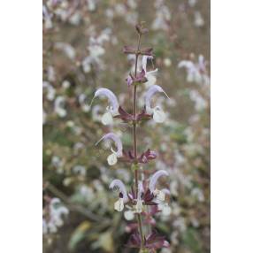 Salvia cyanescens - Sauge d'Anatolie