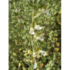 Teucrium flavum, Germandrée jaunâtre