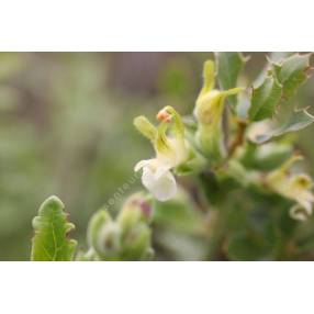 Teucrium flavum, Germandrée jaunâtre