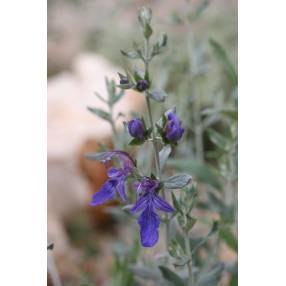 Teucrium fruticans 'Azureum', Germandrée arbustive