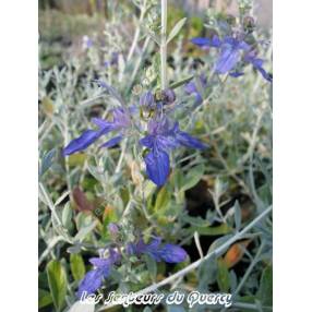 Teucrium fruticans 'Azureum', Germandrée arbustive